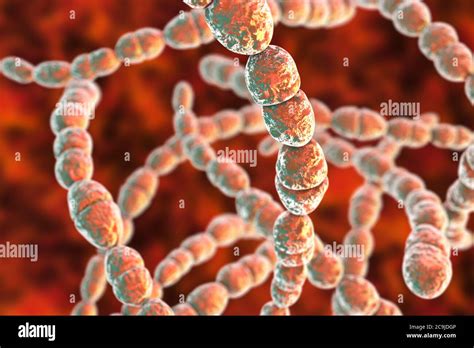 Streptococcus thermophilus Banque de photographies et d’images à haute ...