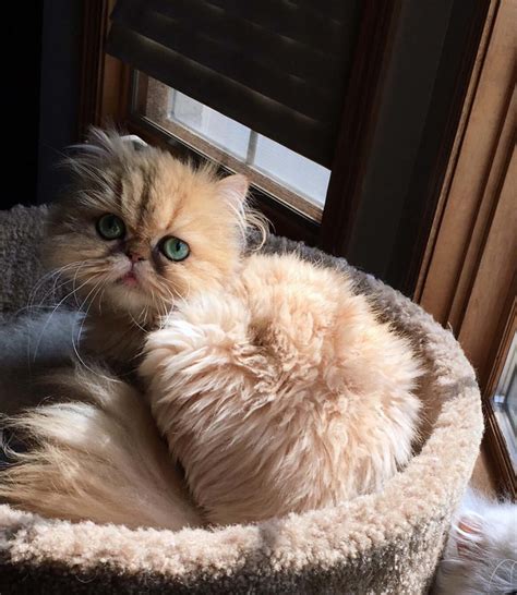 RB CatHouse Sunny of Silverdonia | SilverDonia Persian Kittens