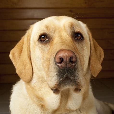 золотистый Retriever Labrador Стоковое Фото - изображение насчитывающей ...