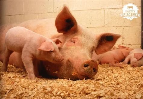 When Can A Pig Get Pregnant? (& Other Pig Pregnancy Facts) – Savvy Farm ...