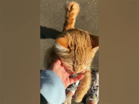 как назвать кошку кота - YouTube