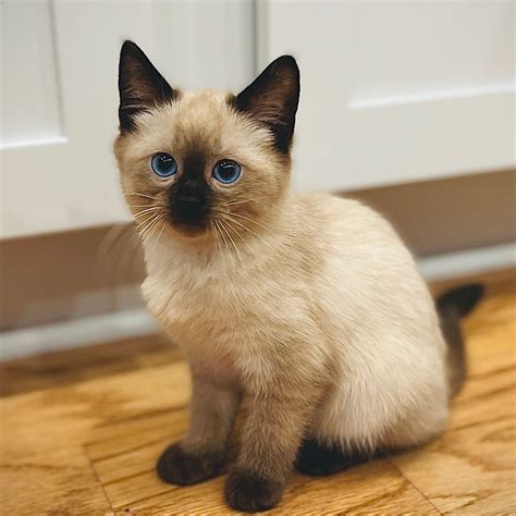 Fluffy Cat Breeds for Sale – Buy Balinese Kittens Today