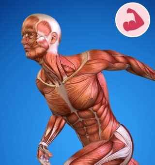 muscular system
