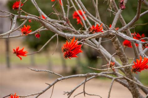 On Safari in the Kruger National Park - Grandma's Escapades