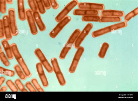 Bacillus Cereus Shape