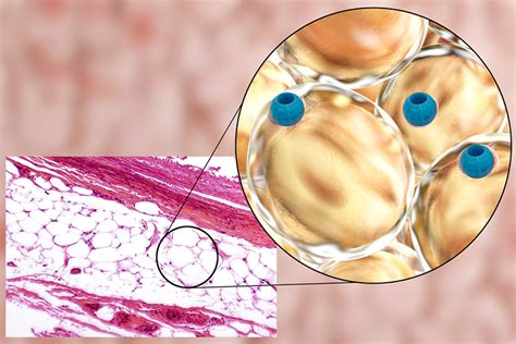 average human    plastic waterford whispers news