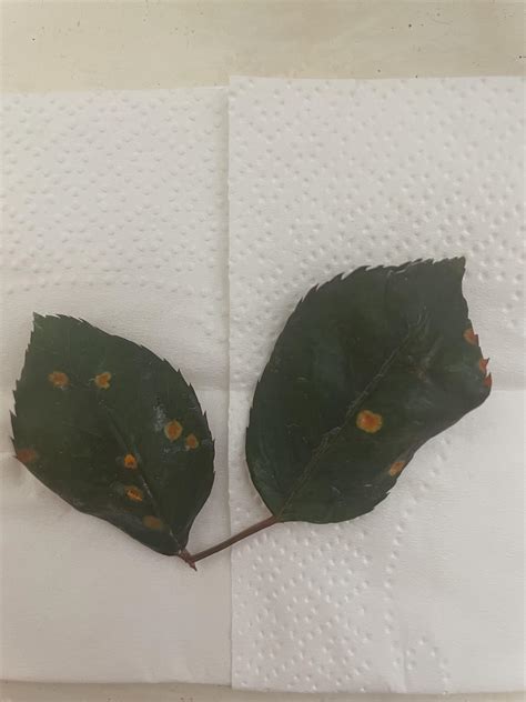 My rose bushes have these spots. They leave orange powder on my hands