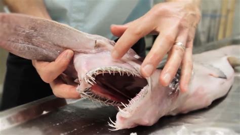 goblin shark sharp teeth picture wallpaperscom