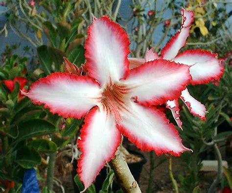Adenium Species page 1