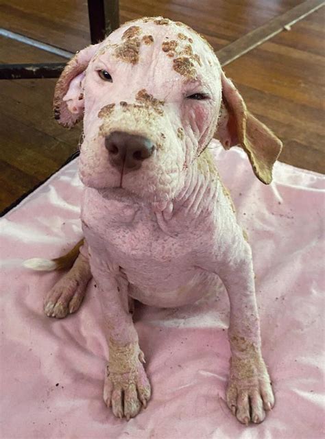 mange dog