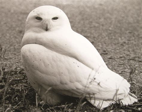Door To Nature: Owls in Winter - Door County Pulse
