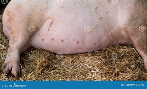 pregnant sow belly stock image image  lying agriculture