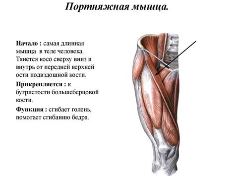 Мышцы нижней конечности - презентация онлайн