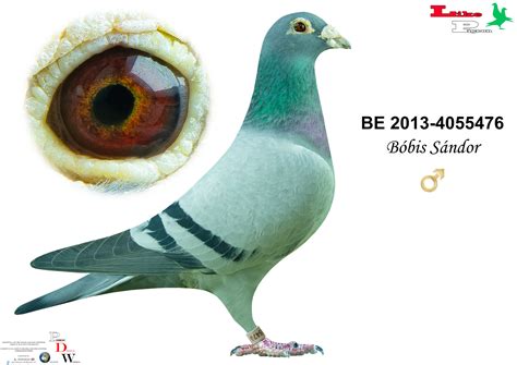 likepigeon.com | Aktív aukciók