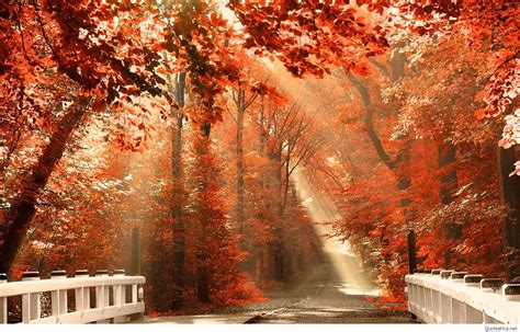 Download Autumn Season White Bridge Wallpaper | Wallpapers.com