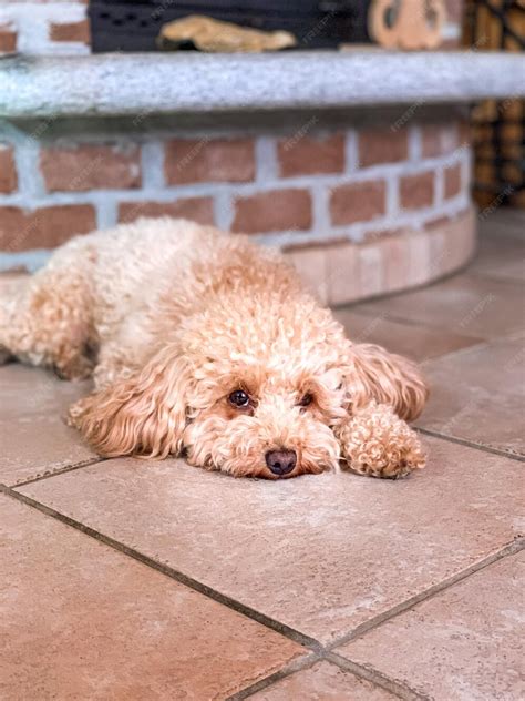 premium photo  relaxed poodle
