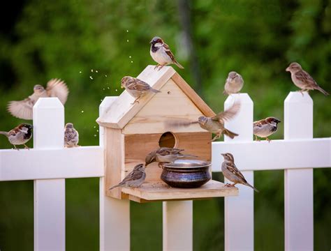 tips for bird limping cheap 6