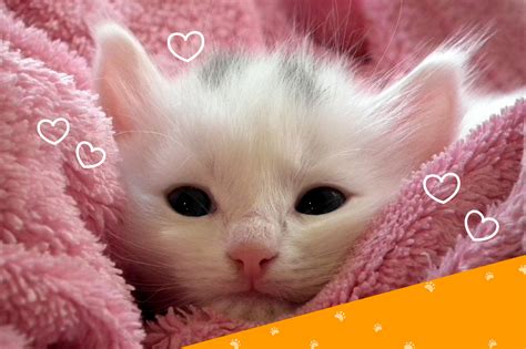 Maxx Pet Clothing on Behance