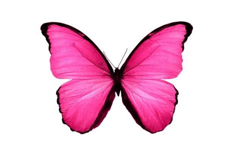 Linda borboleta rosa isolada no fundo branco