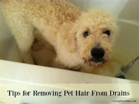 how to stop dog hair from going down the drain