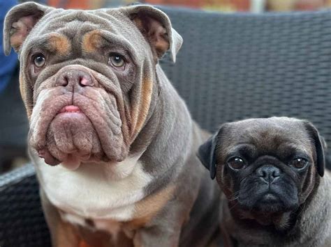 English Bulldog vs Pug: Which Dog Makes The Best Pet?