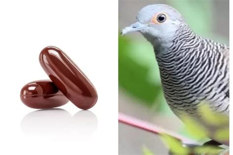 rp  sayap perkutut  terluka langsung kering simak