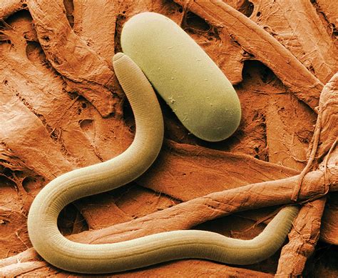 phylum nematoda examples