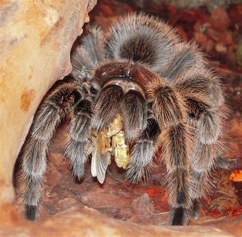 Tarantula Insect Spider - Free photo on Pixabay - Pixabay