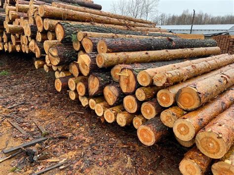 Вирубка лісу під виглядом санітарної очистки: на Київщині викрили ...