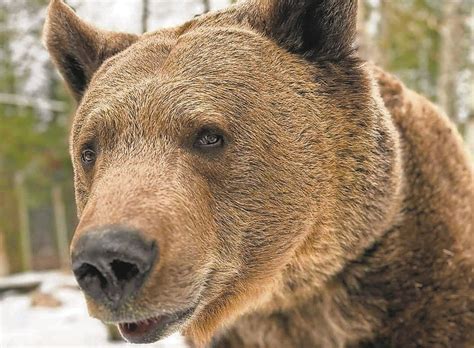 GarLyn Zoo Brown Bear, Hutch comes out of Hibernation - The Munising Beacon