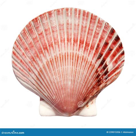 big beautiful scallop shell isolated  white background top view