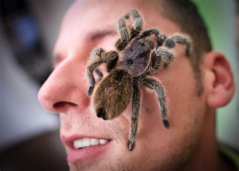 What is the biggest spider in the world? These are largest arachnids.