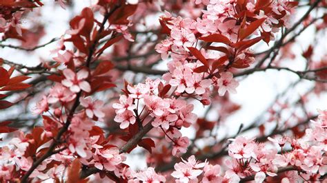 Spring Blossoms Flowers Wallpapers - Wallpaper Cave