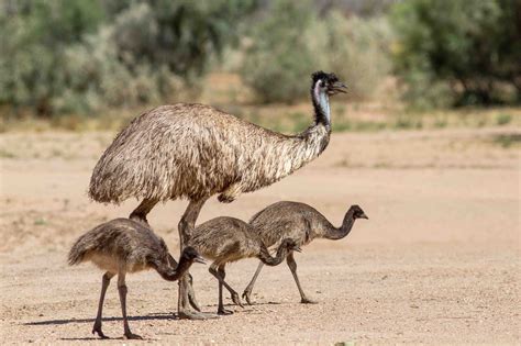Emu Facts | Emu, Australian birds, National bird of australia