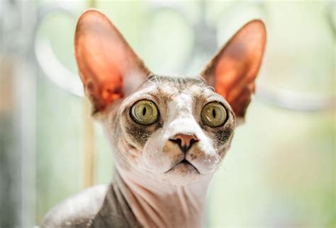 sphynx cats  unique  hairless cat breed modern cat