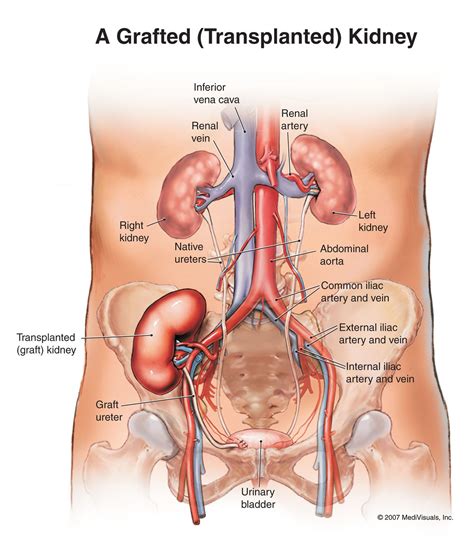 Kidneys – Artofit