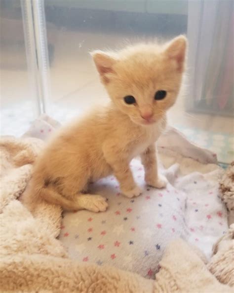 Tabby Tales Rescue - LOOK at this cutie! He was found alone and brought