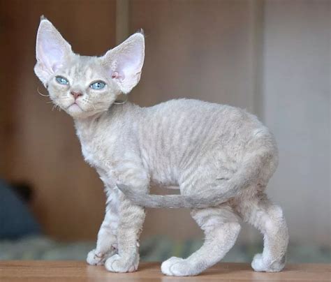 Devon rex stock image image of class exhibition interest 17782009 – Artofit