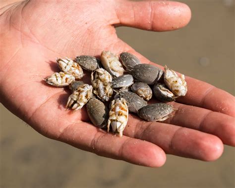 FINDING, CATCHING, AND KEEPING CALIFORNIA SAND CRABS | BDOutdoors