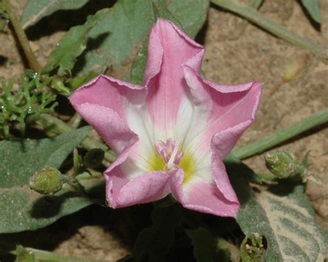Convolvulus arvensis (Convolvulaceae) image 34389 at PlantSystematics.org
