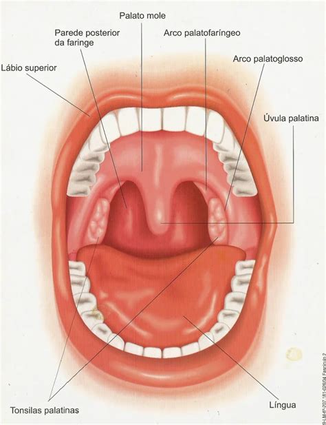 O Que É Orofaringe - Anatomia Da Orofaringe Posterior PARTE 1 ANATOMÍA DE LA FARINGE