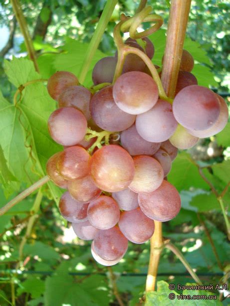 сорт винограда Русский ранний