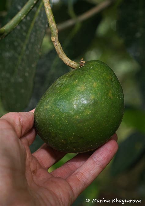 Trees of Tropical Asia - Tabernaemontana macrocarpa