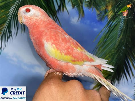 rubino bourke parakeet  sale parrot parrotcrowncom
