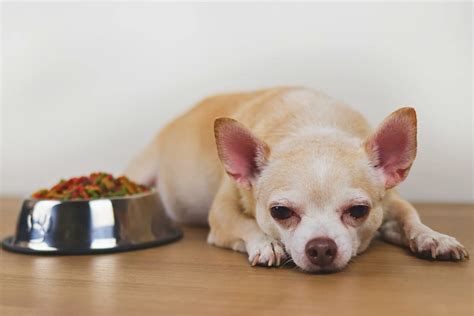 Cachorro Vomitando A Ração - Cachorro Vomitando Ração: Principais Causas e Como Resolver o Problema