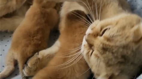 Урра ! Новорожденный Котенок Уже умеет переворачиваться ! Мама Кошка ...