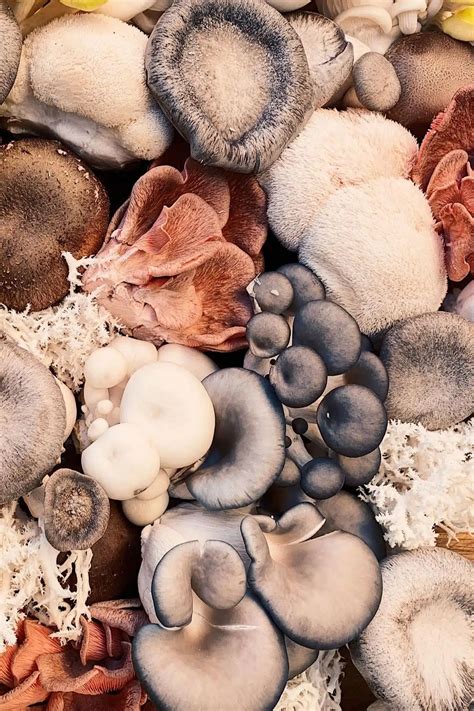 Shiitake Mushroom Replacement Options Save Dinner For Allergy Sufferers - RYZE Superfoods