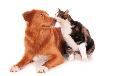 300+ Cat Kiss Pictures