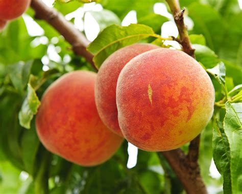 Leaky Peach Jars: The Conspiracy You Need to Know About! - wob3m2z