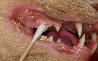 Cat Tooth Extraction Cost Philippines - Cats Have Swanson